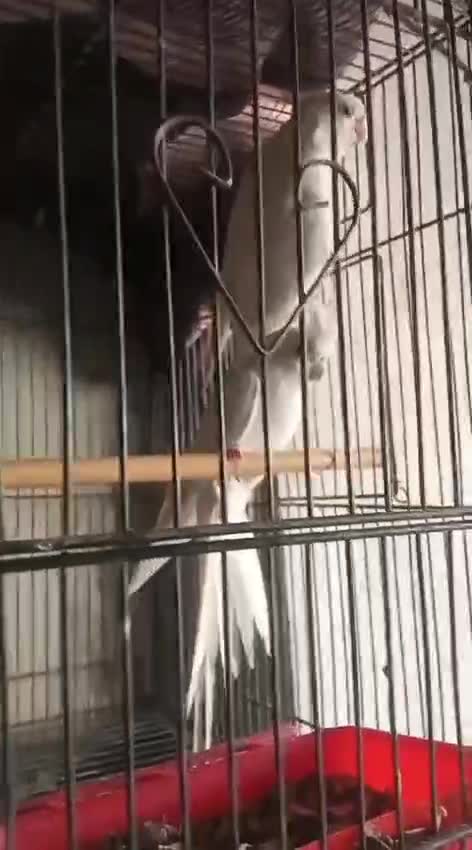 Cockatiel, farm video