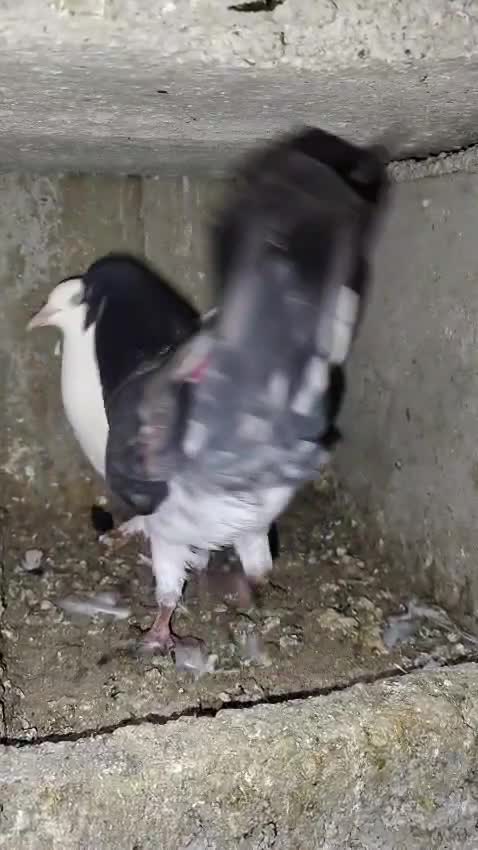 Homer Pigeon, farm video