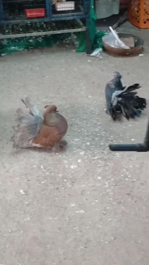Homer Pigeon, farm video