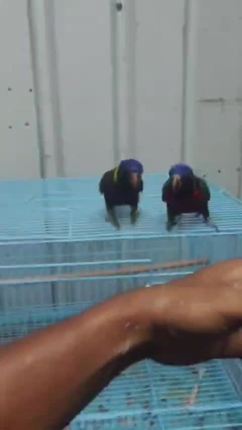 Rainbow Lorikeet, farm video