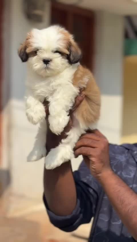 Shih Tzu | Black Color, farm video