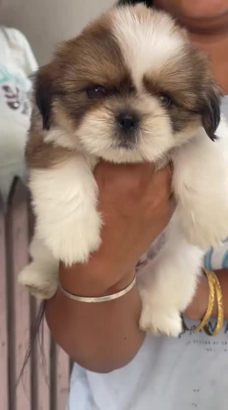 Shih Tzu | Black Color, farm video