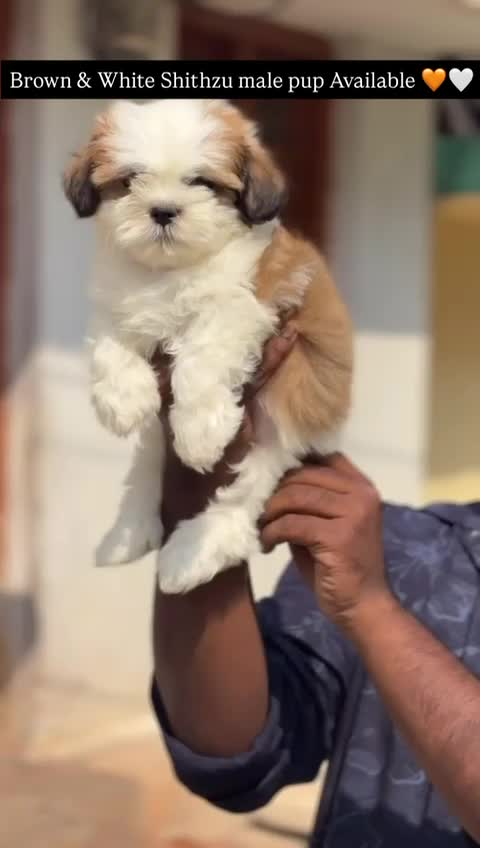 Shih Tzu | Black Color, farm video