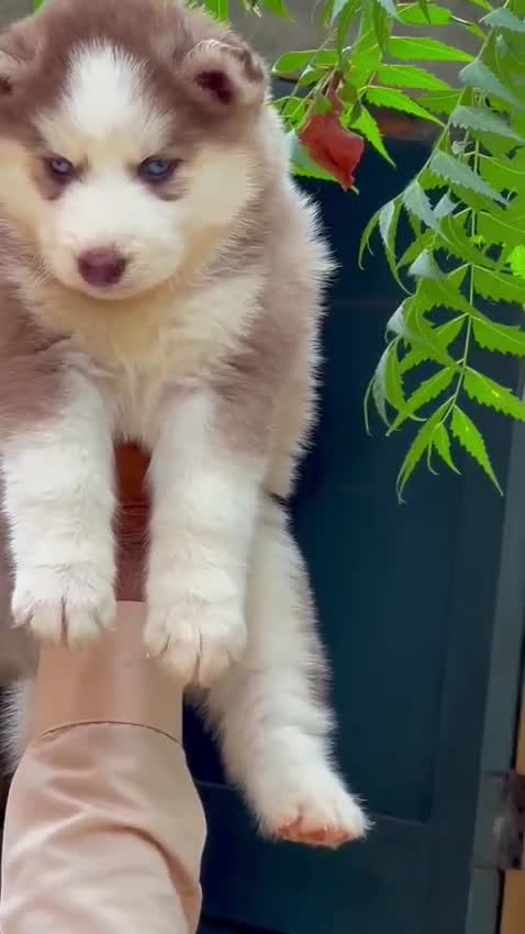 Siberian Husky Puppy | Black & White Color, farm video
