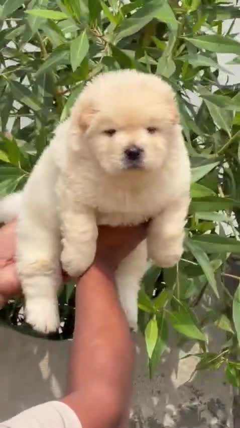 Chow Chow Puppies, farm video