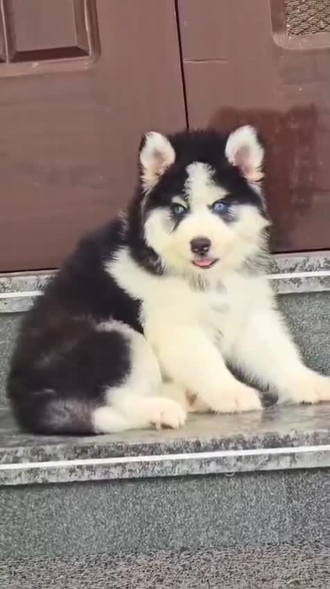 Siberian Husky Puppy | Black & White Color, farm video