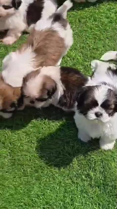 Shih Tzu | Black Color, farm video