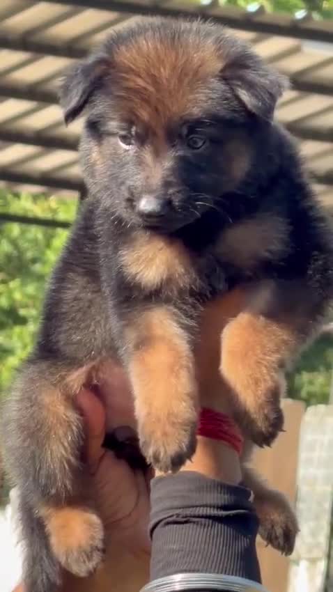German Shepherd Puppy, farm video