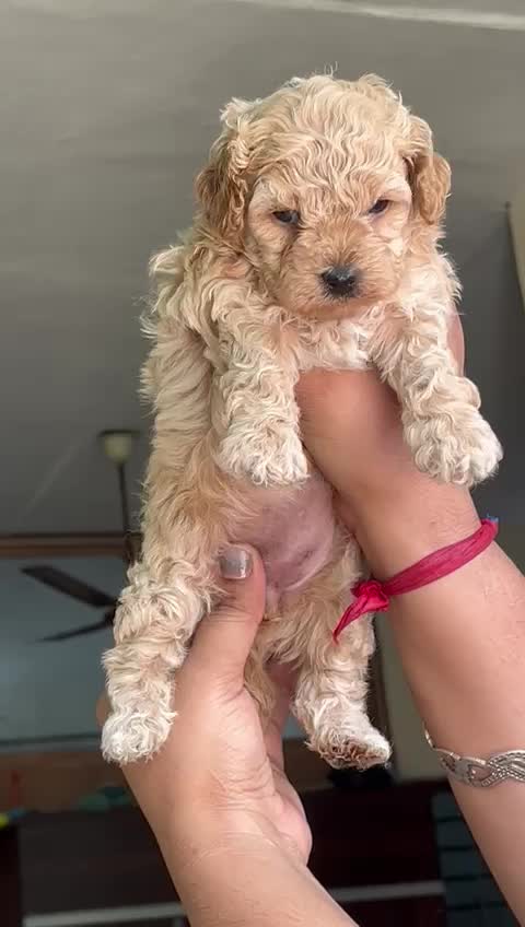 Standard Poodle Puppy, farm video