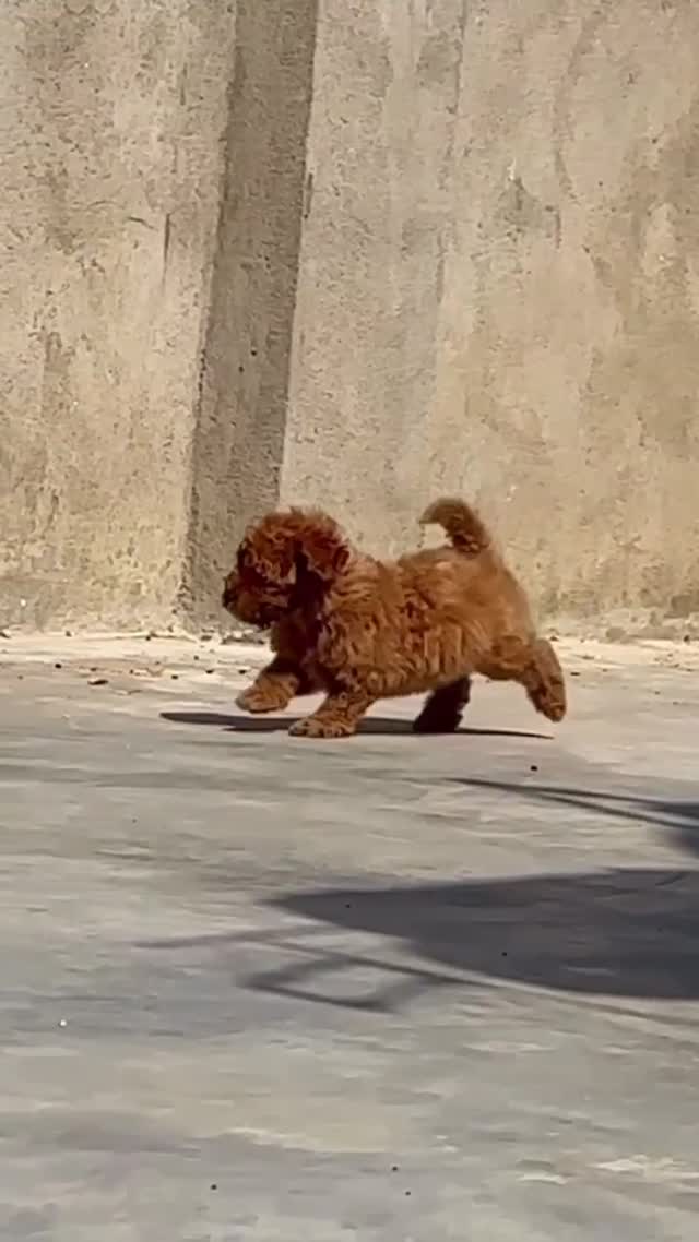 Standard Poodle Puppy, farm video