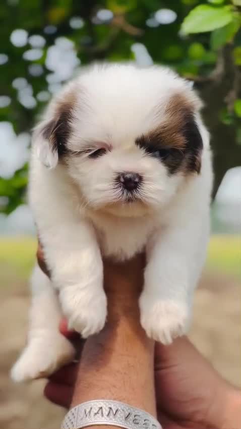 Shih Tzu | Black Color, farm video