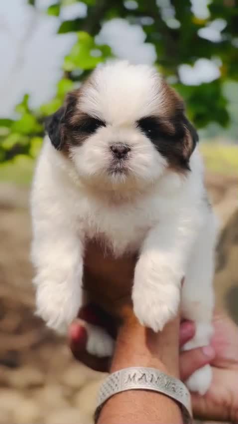 Shih Tzu | Black Color, farm video