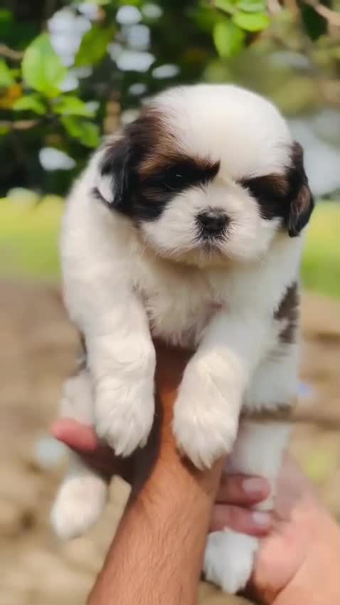 Shih Tzu | Black Color, farm video