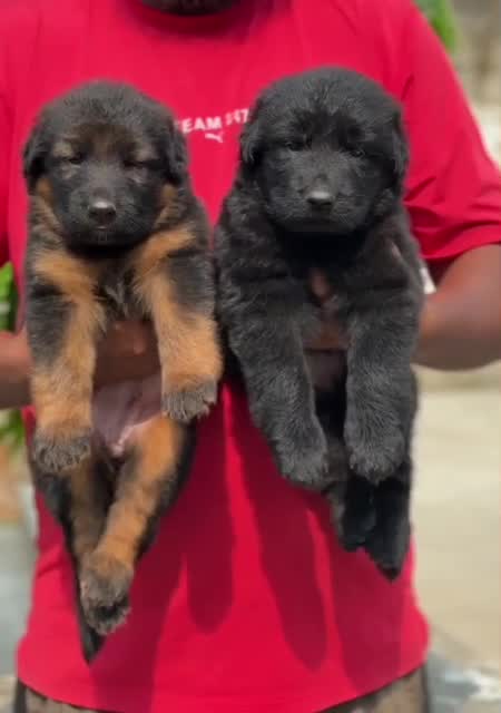 German Shepherd Puppy, farm video