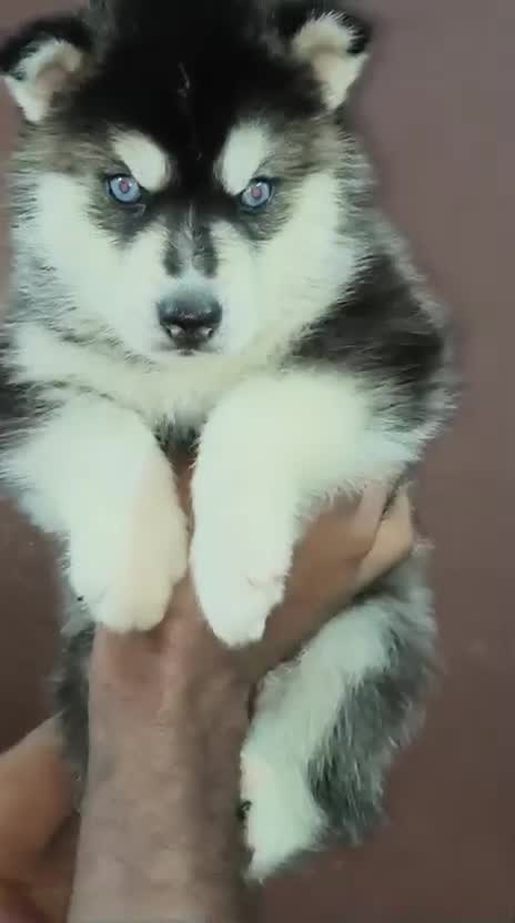 Siberian Husky Puppy | Black & White Color, farm video