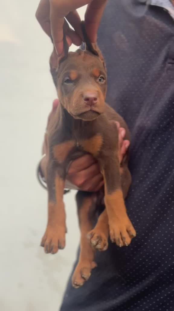 Doberman Pinscher Puppy, farm video