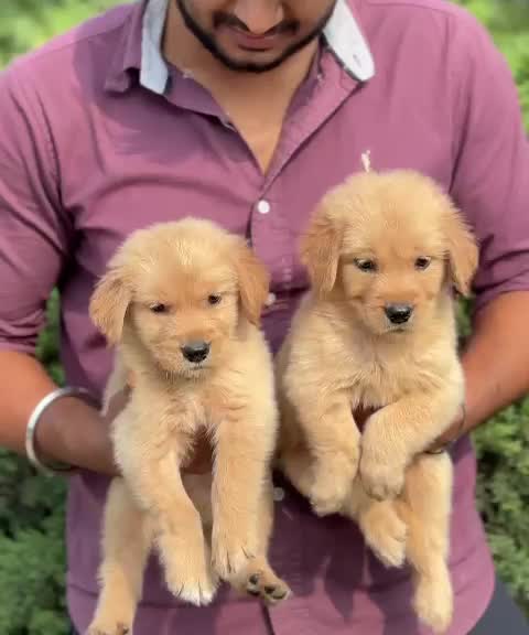 Golden Retriever, farm video