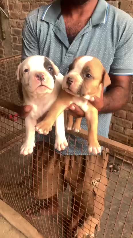 American Bully Pocket Size Puppy, farm video