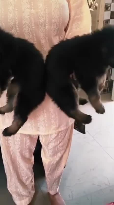 German Shepherd Puppy, farm video