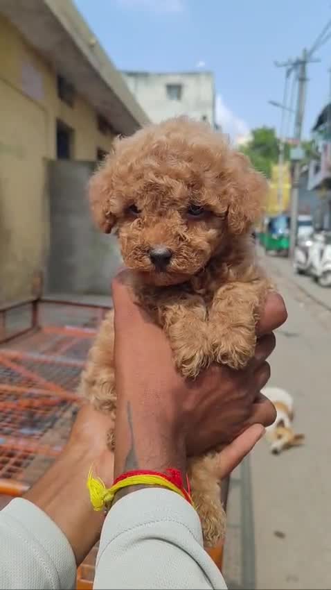 Toy Poodle Puppy, farm video