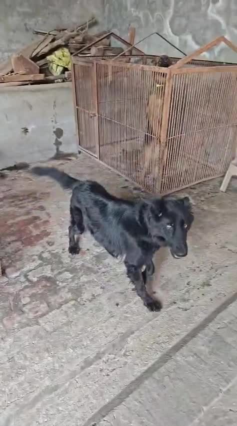 German Shepherd Puppy, farm video