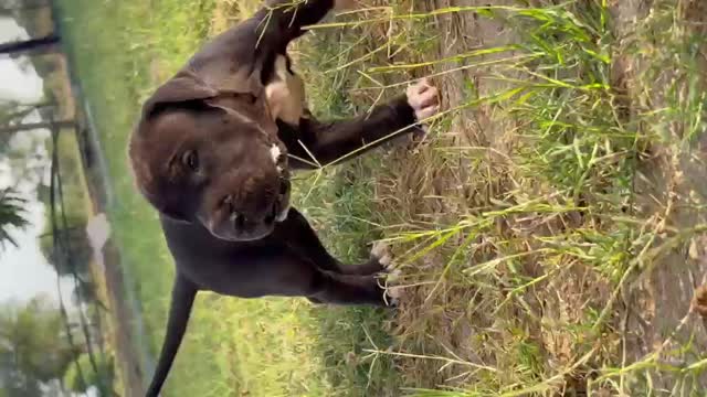 Great Dane Puppy, farm video