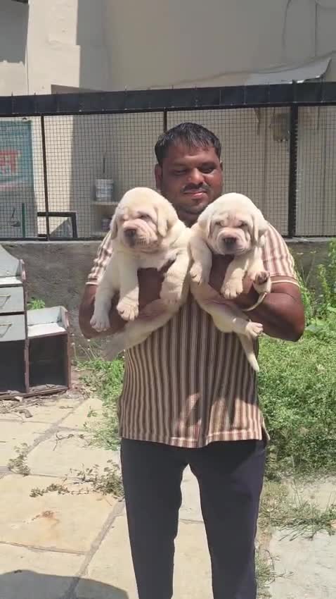Beagle Black & Tan Puppy, farm video