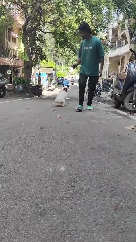 Toy Poodle Puppy, farm video