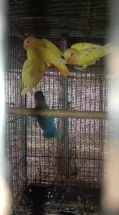 African Love Birds, farm video