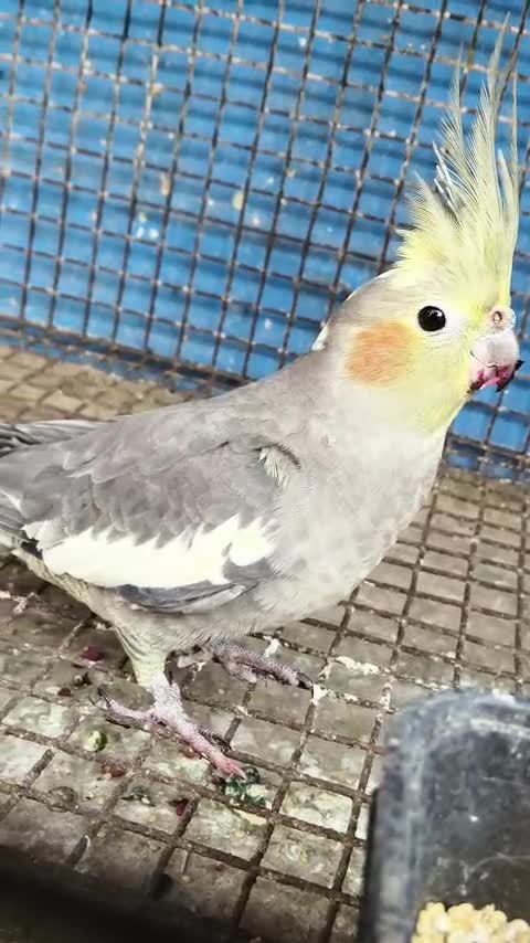 Cockatiel, farm video