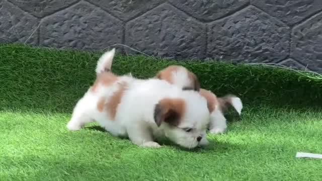 Shih Tzu | Black Color, farm video