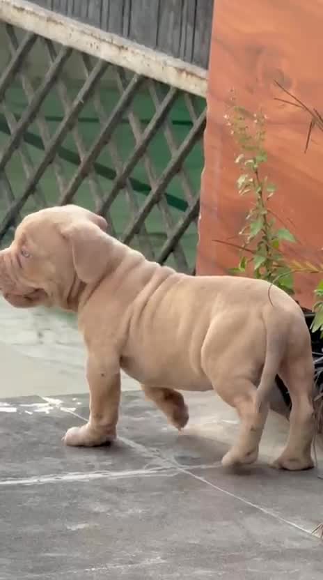 American Bully Pocket Size Puppy, farm video