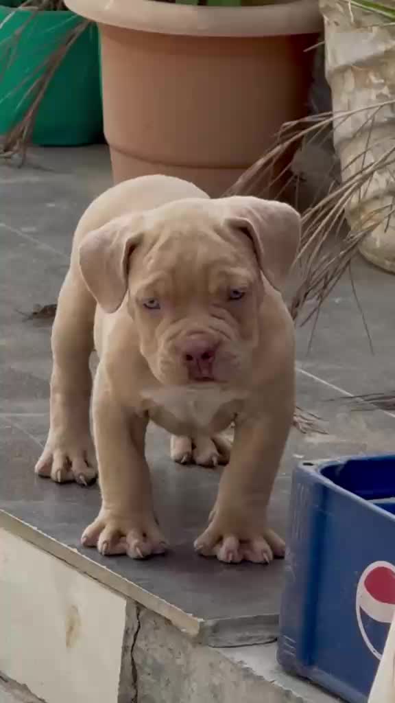 American Bully Pocket Size Puppy, farm video