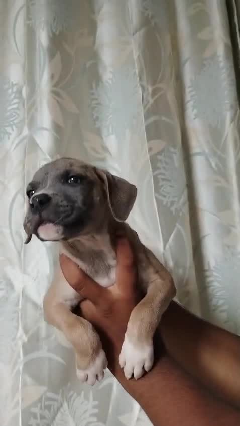 American Bully Pocket Size Puppy, farm video