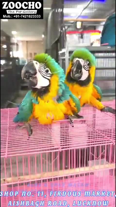 Blue & Gold Macaw, farm video