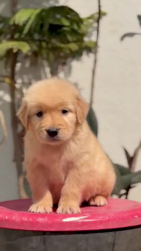 Golden Retriever, farm video