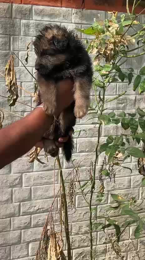 German Shepherd Puppy, farm video