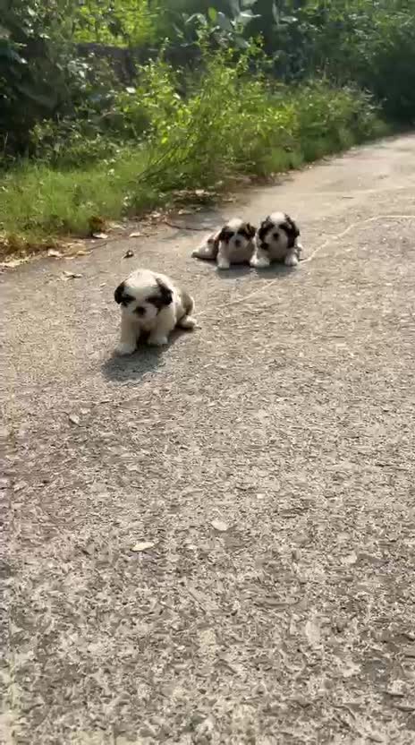 Shih Tzu | Black Color, farm video
