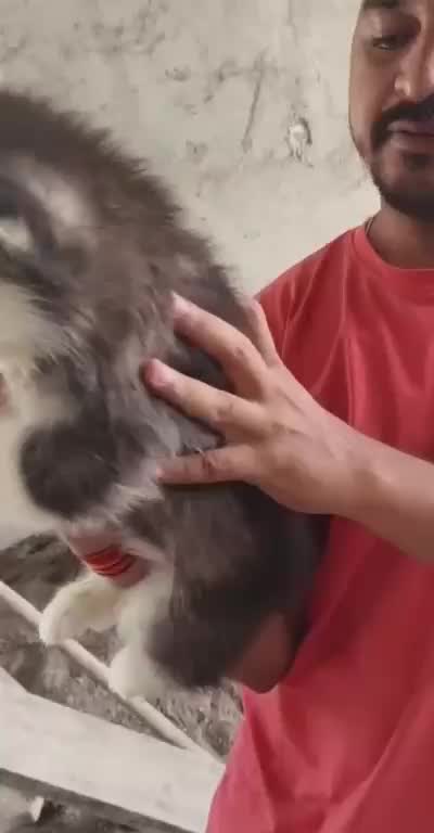 German Shepherd Puppy, farm video