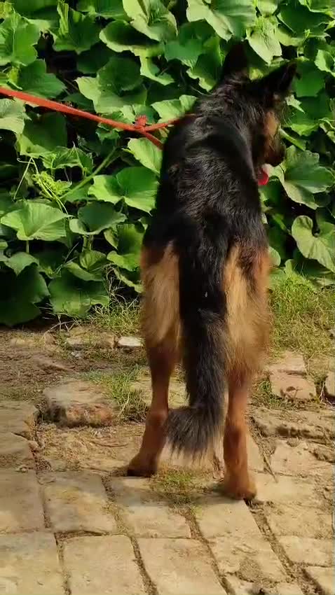 German Shepherd Puppy, farm video