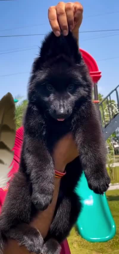 German Shepherd Puppy, farm video