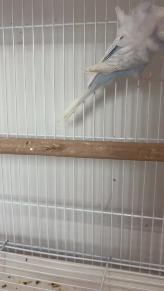 Hogoromo Budgies, farm video