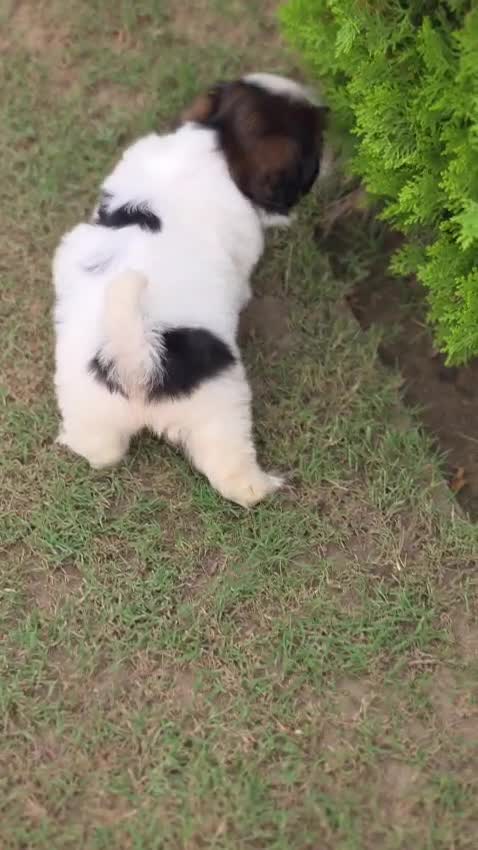 Shih Tzu | Black Color, farm video