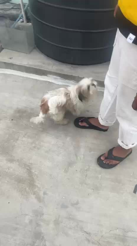 Shih Tzu | Black Color, farm video