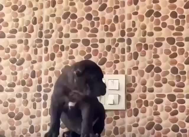 Cane Corso Puppy, farm video