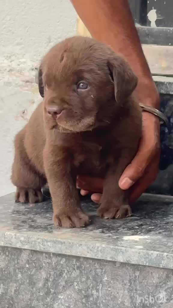 Beagle Black & Tan Puppy, farm video