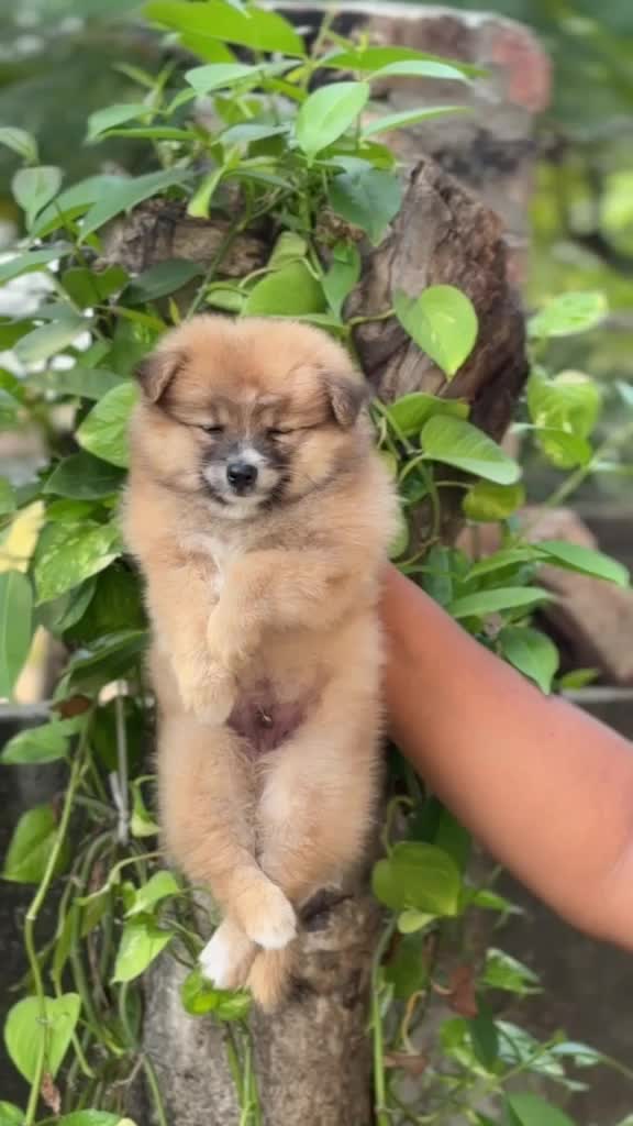Pomeranian Puppy, farm video