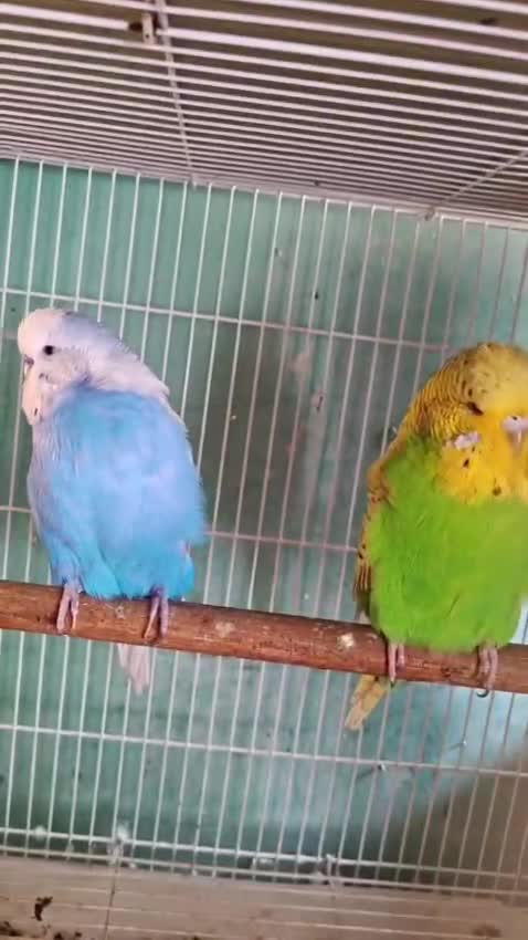 Budgies, farm video