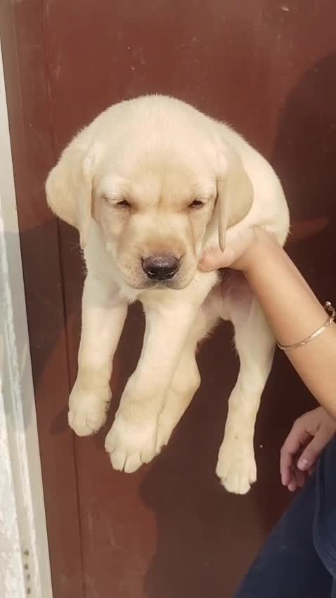 Beagle Black & Tan Puppy, farm video