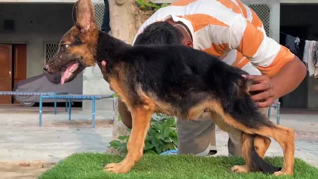 German Shepherd Puppy, farm video